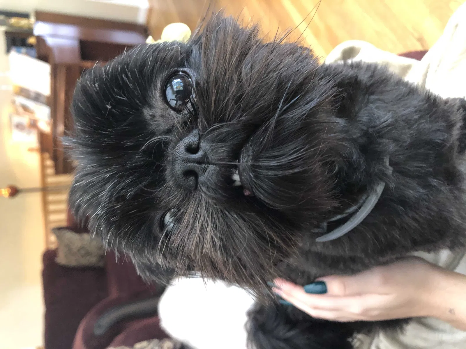 Found dog in Poquoson, VA, 23662