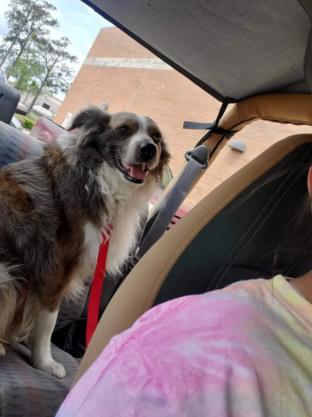 Lost dog in Deridder, LA, 70634