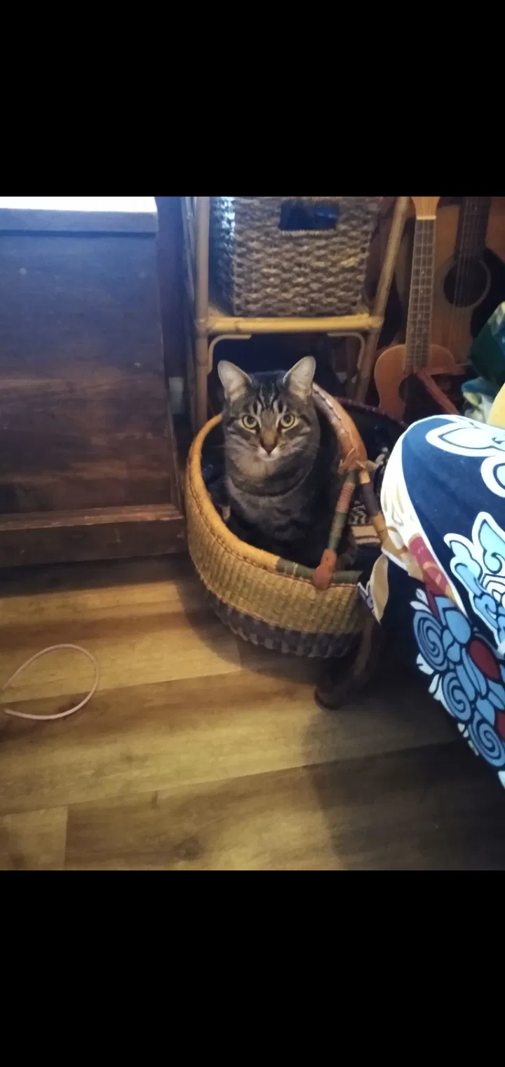 Lost cat in Clackamas, OR, 97015