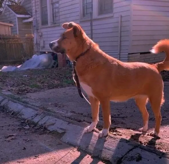 Lost dog in Shreveport, LA, 71104