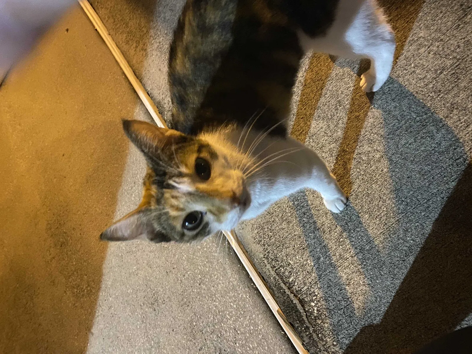 Found cat in Lakeland, FL, 33801