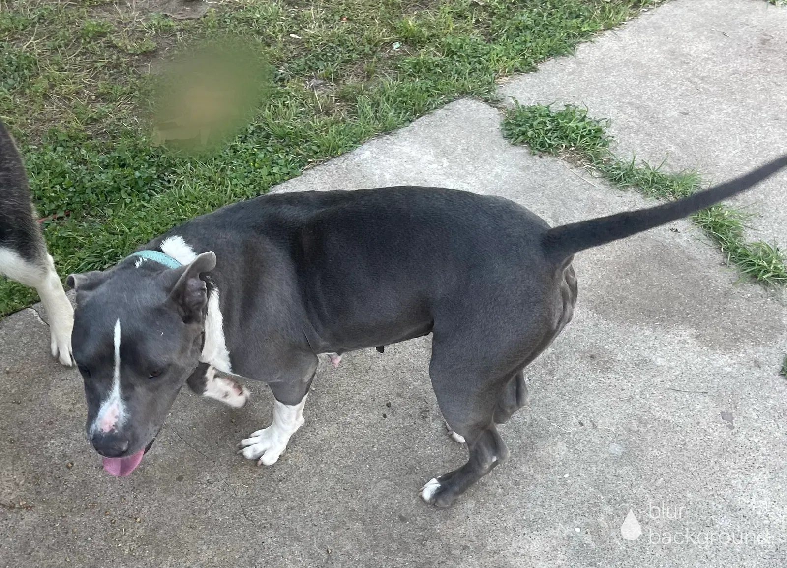 Lost dog in Fort Worth, TX, 76103