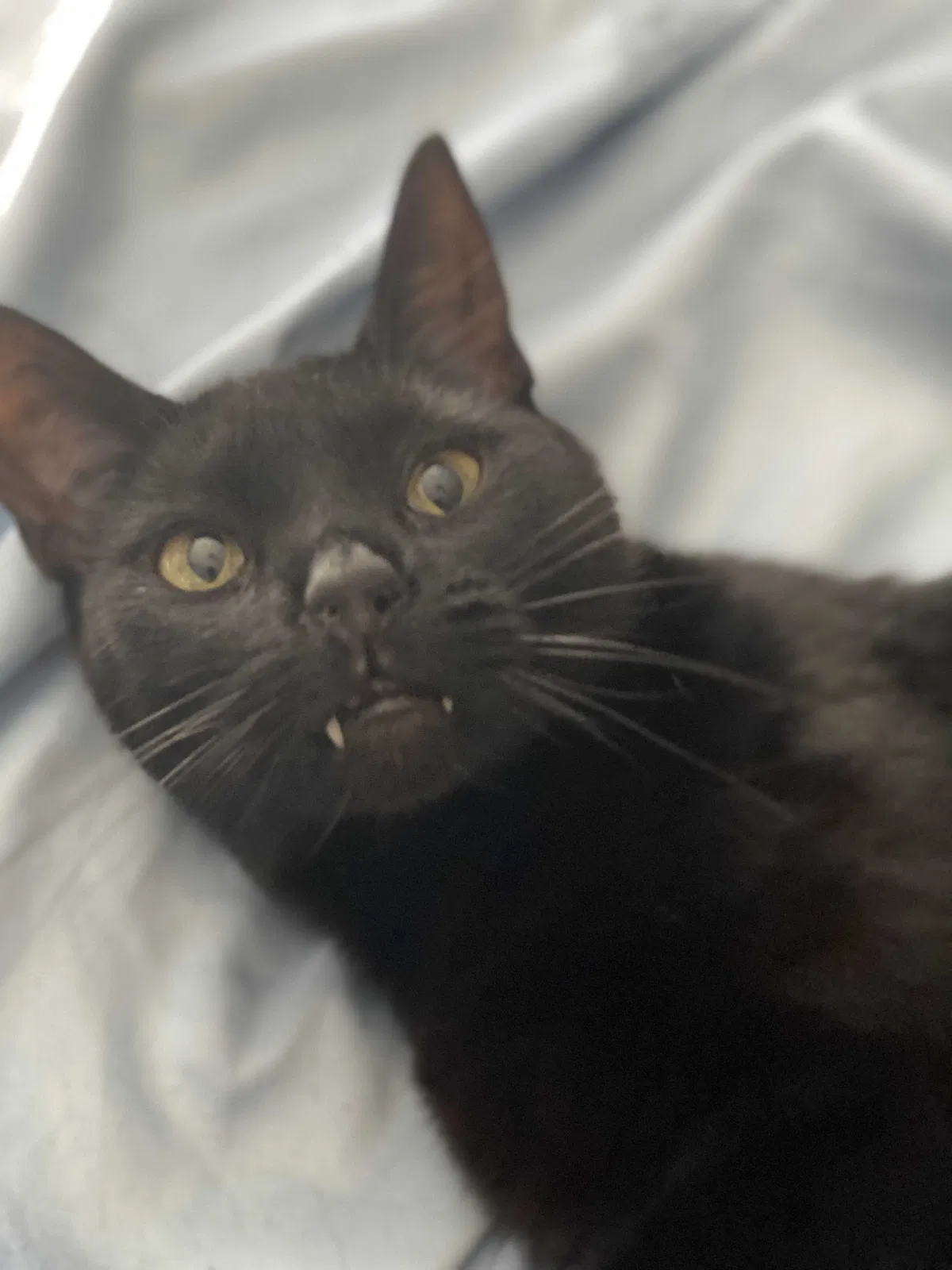 Lost cat in Porterville, CA, 93257