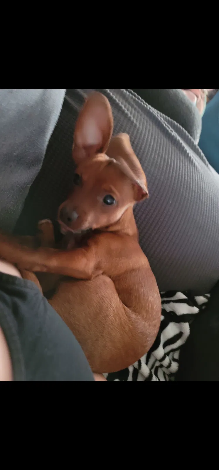 Lost dog in Asheboro, NC, 27203