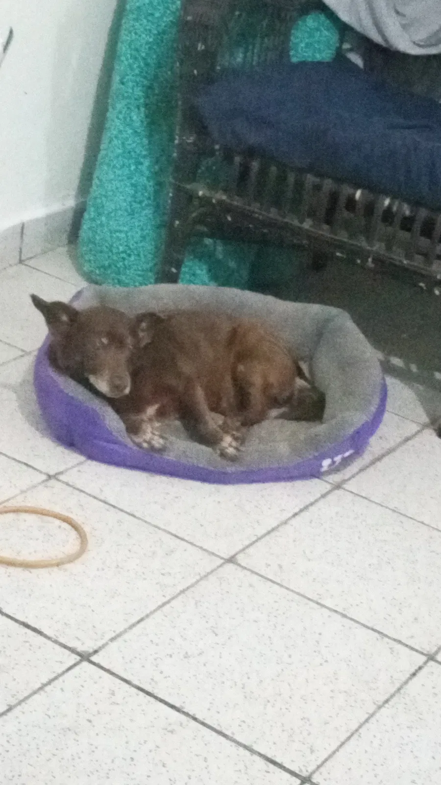 Lost dog in Mayaguez, PR, 680