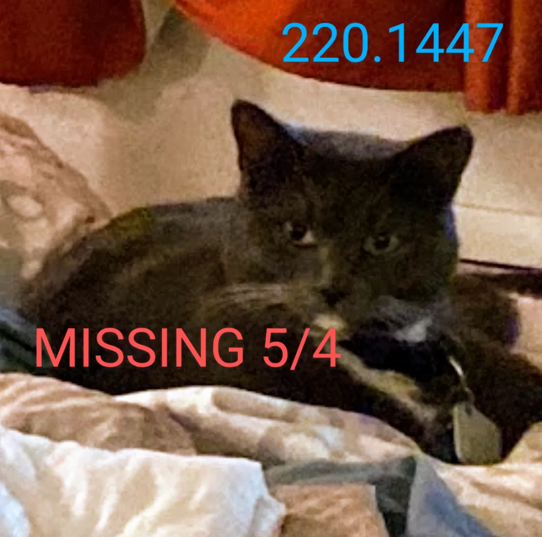 Lost cat in Hanford, CA, 93230