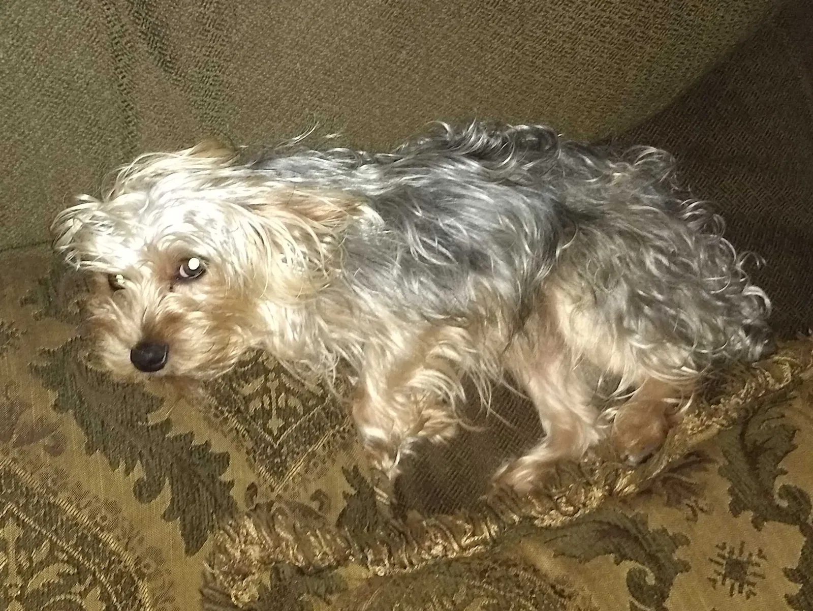 Lost dog in San Diego, CA, 92105