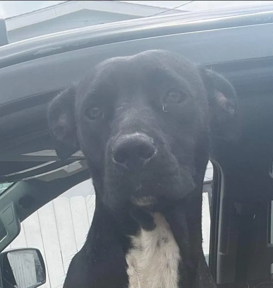 Lost dog in Unknown, TX, 77652