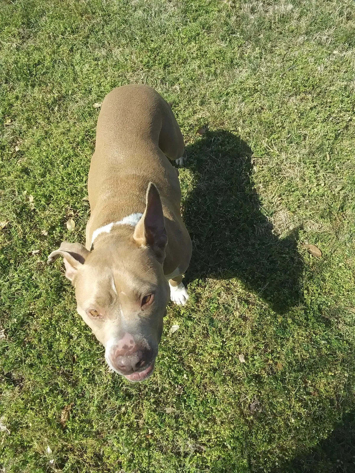 Lost dog in West Columbia, SC, 29169