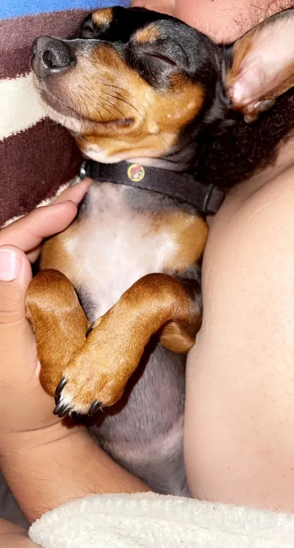 Lost dog in Oklahoma City, OK, 73119