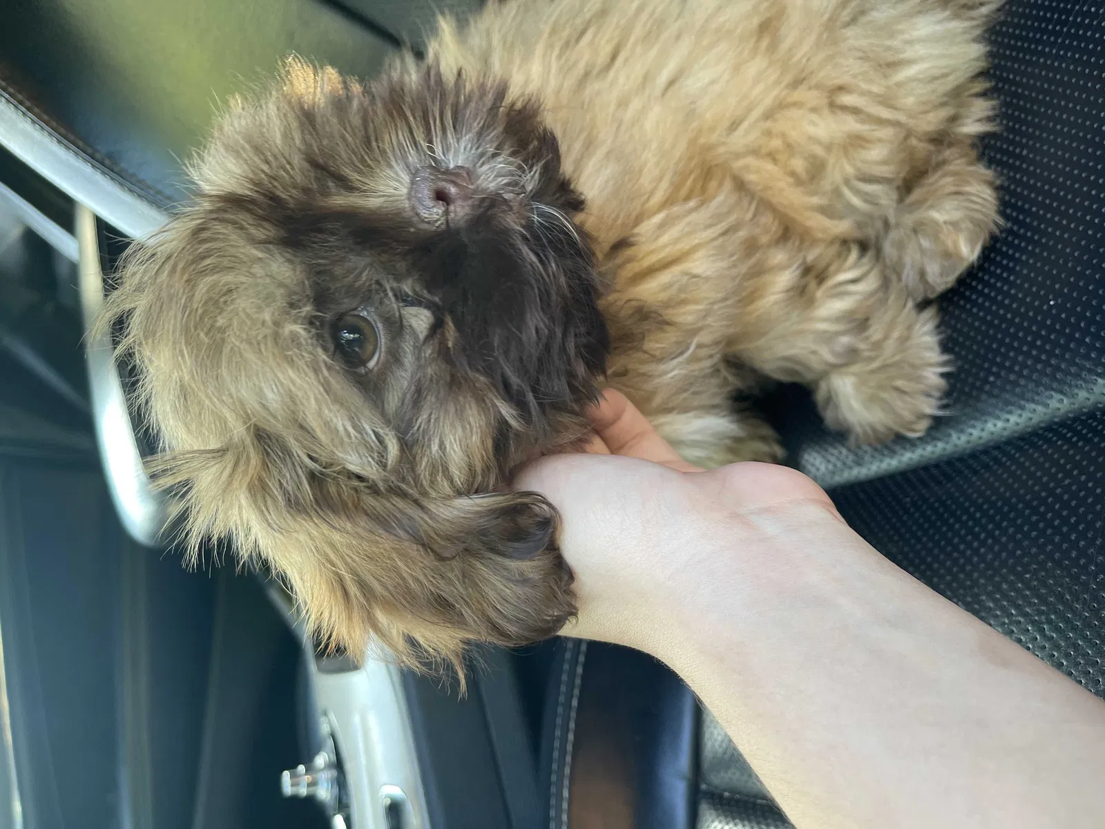 Lost dog in San Antonio, TX, 78242
