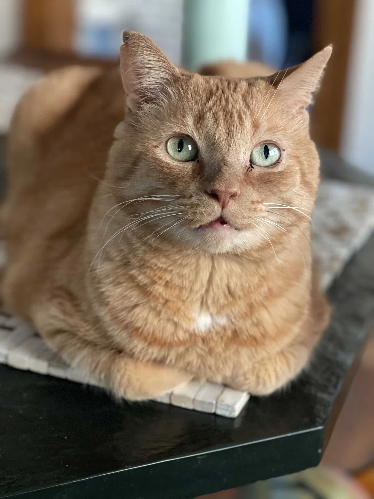 Lost cat in Grand Rapids, MI, 49506
