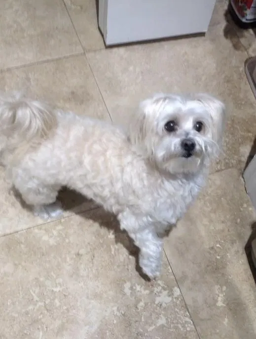 Lost dog in Clermont, FL, 34715