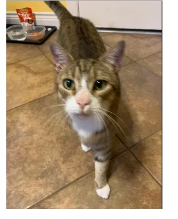 Lost cat in Cypress, TX, 77433