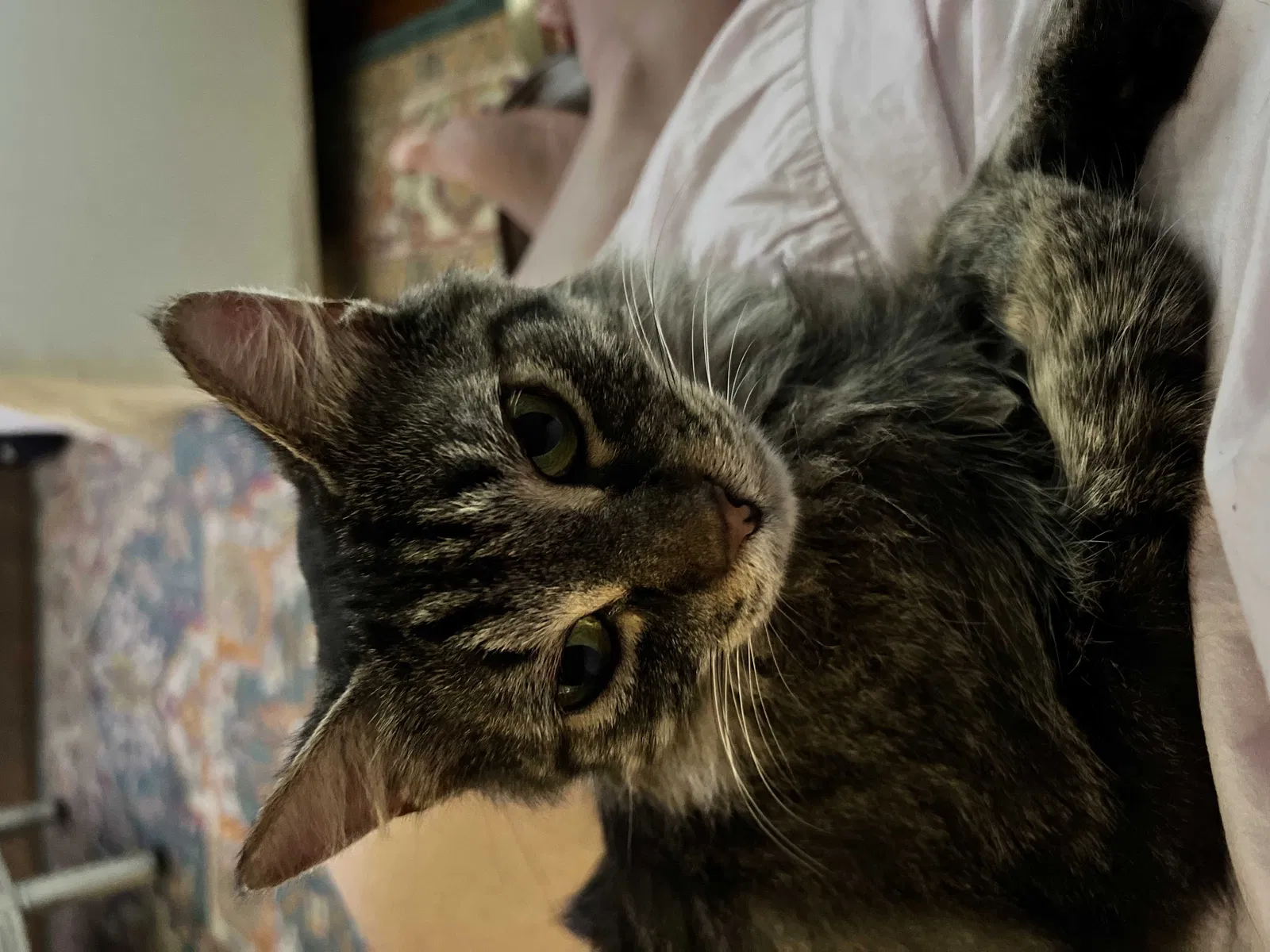 Lost cat in Panama City, FL, 32403