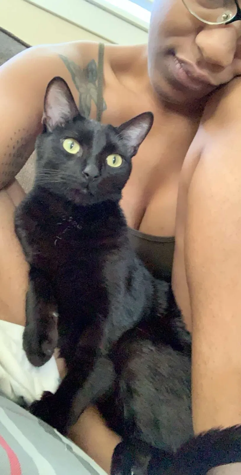Lost cat in Mobile, AL, 36606