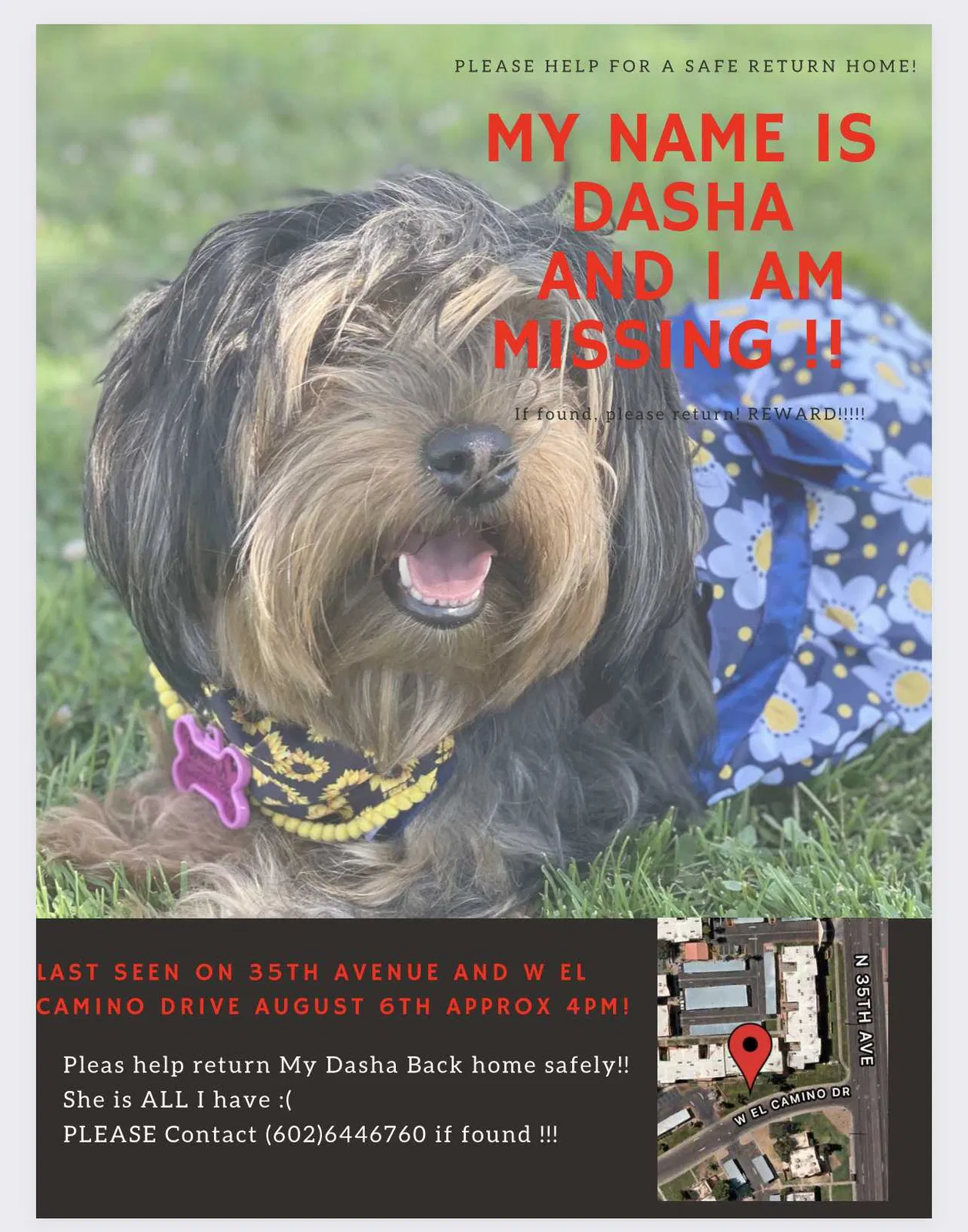 Lost dog in Phoenix, AZ, 85015