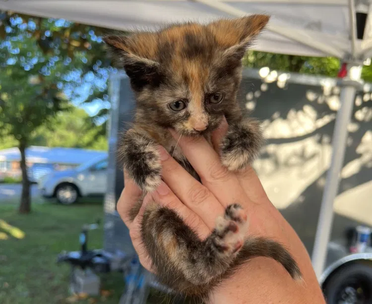 Lost cat in Rome, GA, 30165