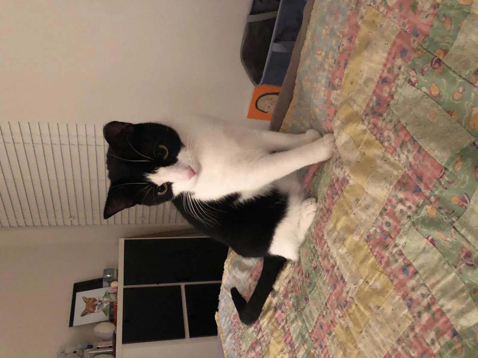Lost cat in Oxnard, CA, 93036
