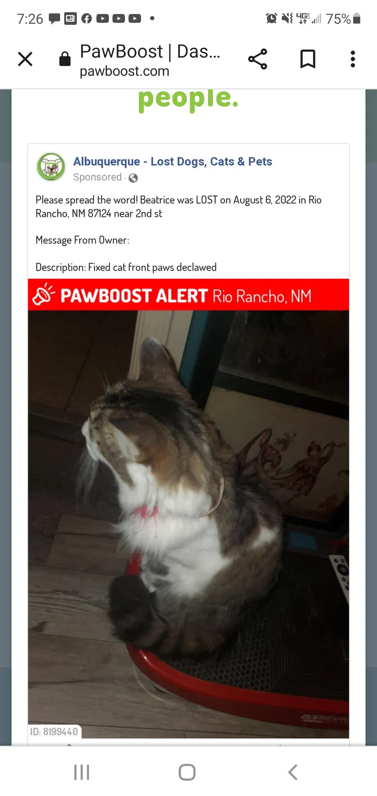 Lost cat in Rio Rancho, NM, 87124