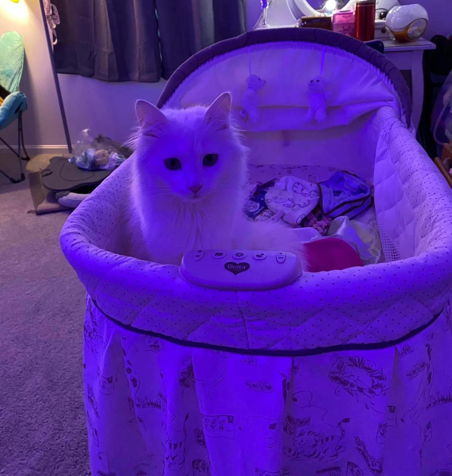 Lost cat in Newport, KY, 41071