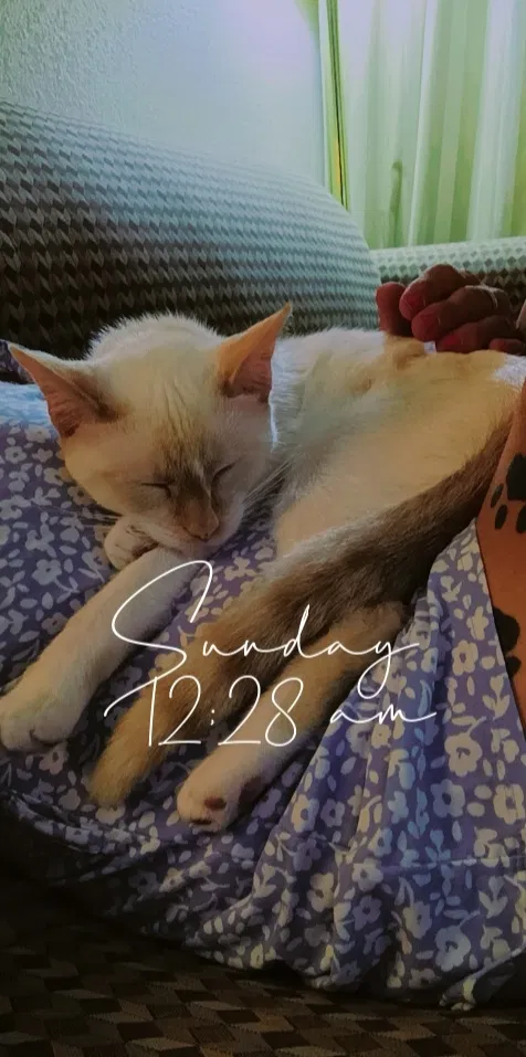 Lost cat in Oklahoma City, OK, 73106