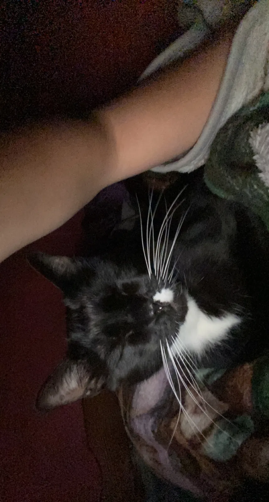 Lost cat in Rockingham, NC, 28379
