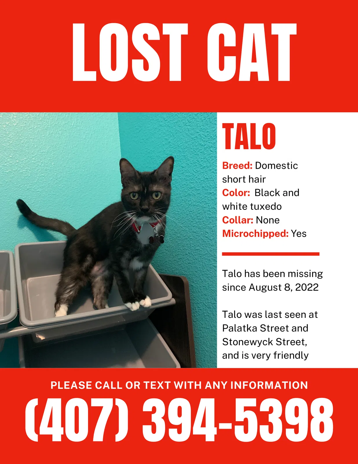 Lost cat in Orlando, FL, 32824