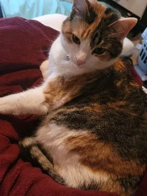 Lost cat in Jonesboro, AR, 72401