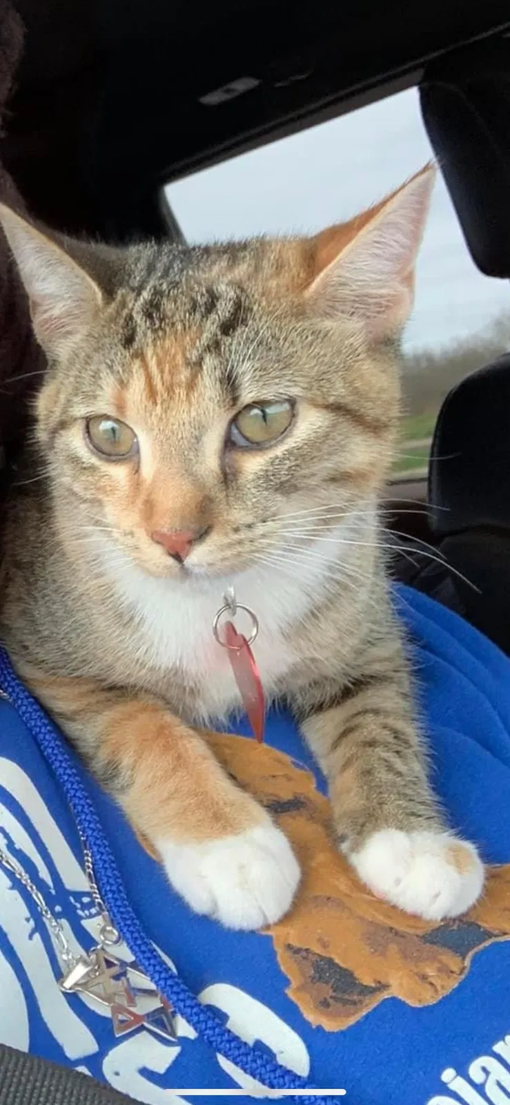 Lost cat in Marietta, GA, 30067