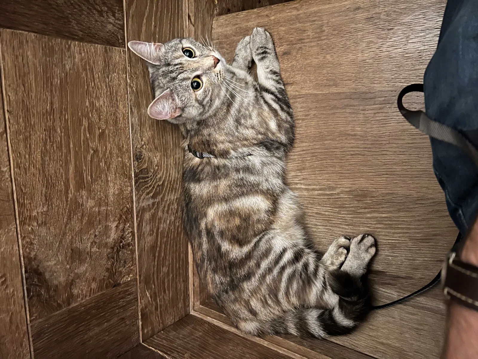 Lost cat in Fort Collins, CO, 80526