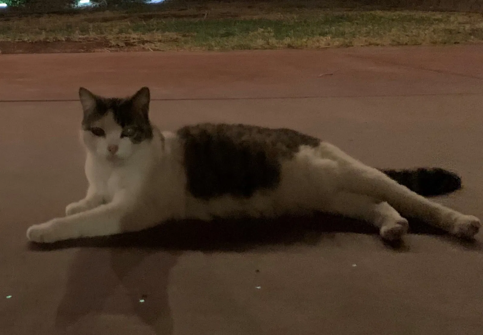 Lost cat in North Las Vegas, NV, 89031