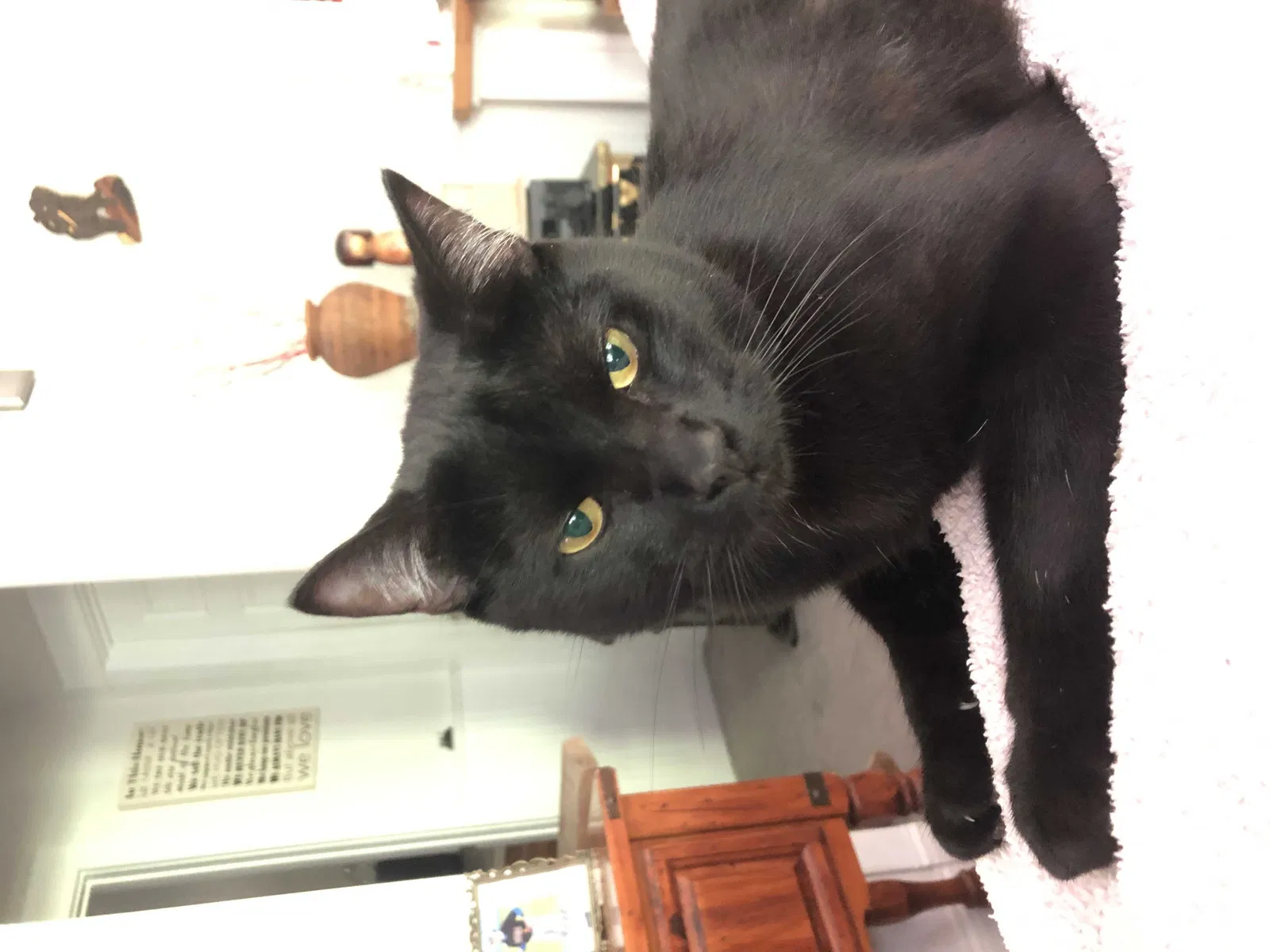 Lost cat in Sandy, OR, 97055