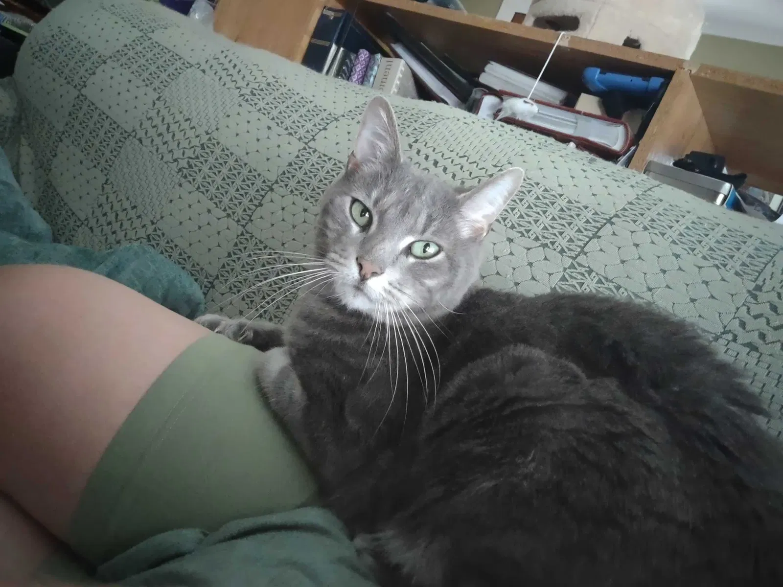 Lost cat in Uncasville, CT, 6382