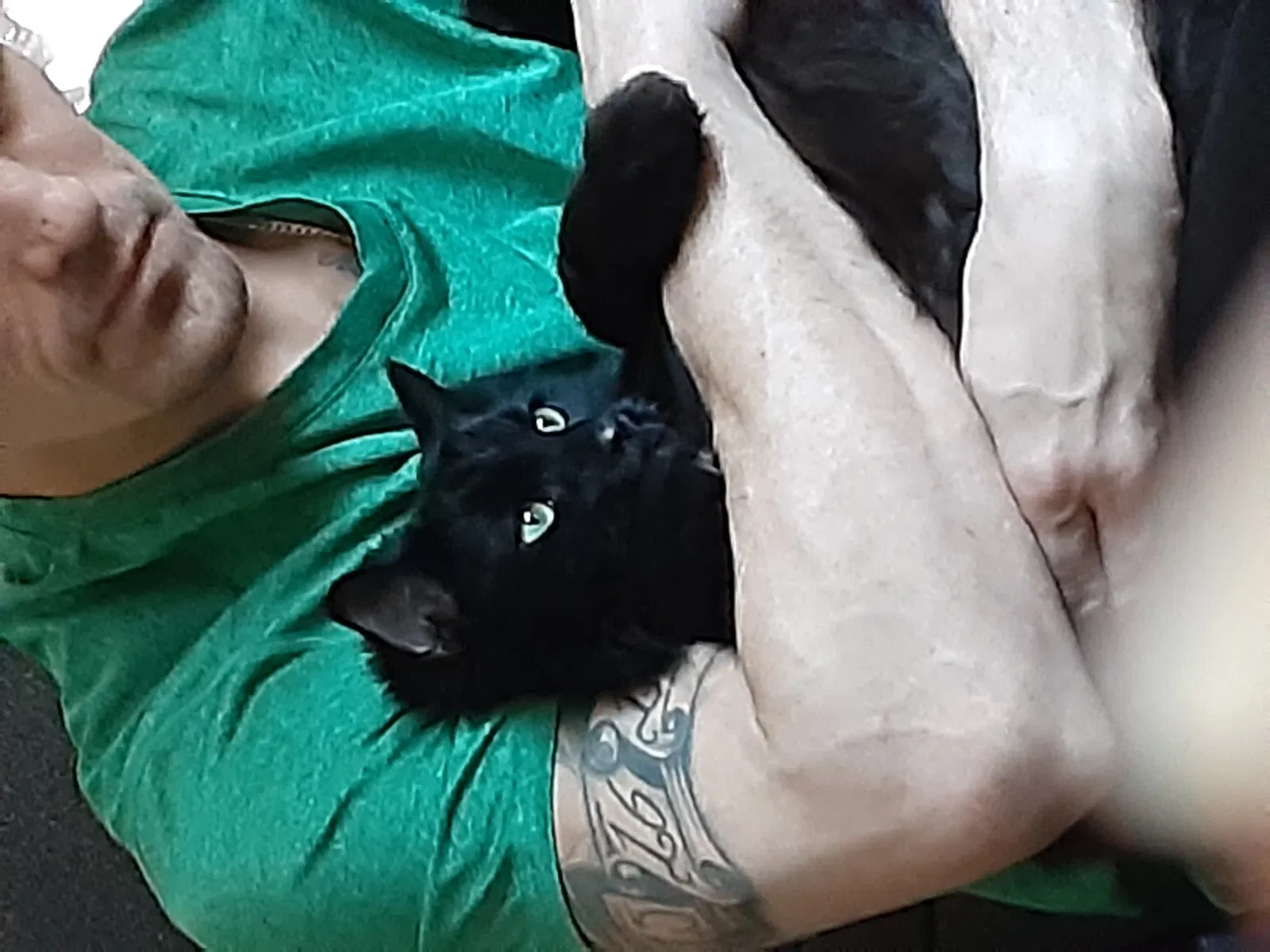Lost cat in Unknown, UT, 84009