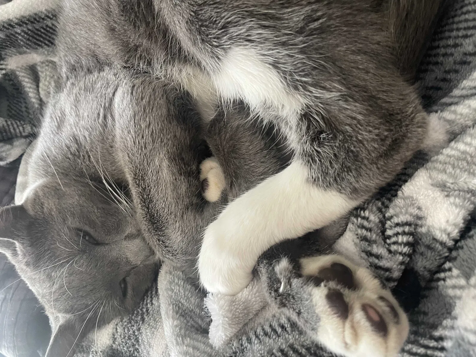 Lost cat in Denver, CO, 80236