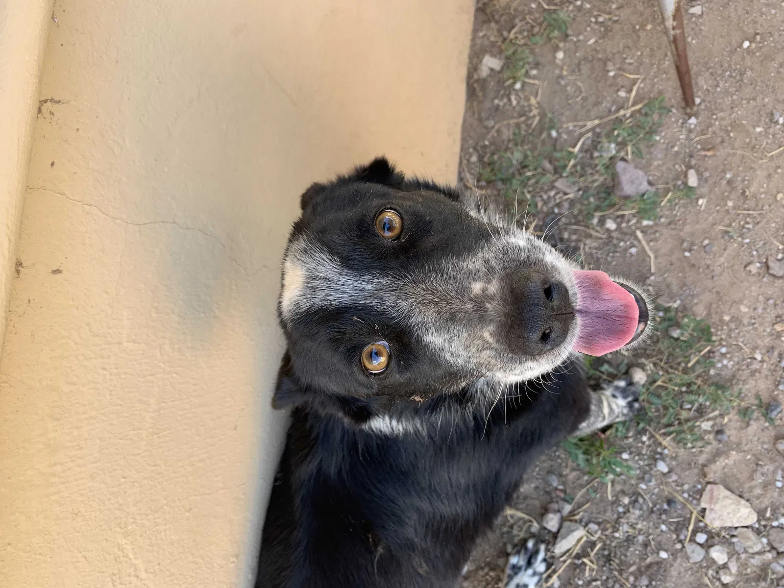 Lost dog in Las Cruces, NM, 88001
