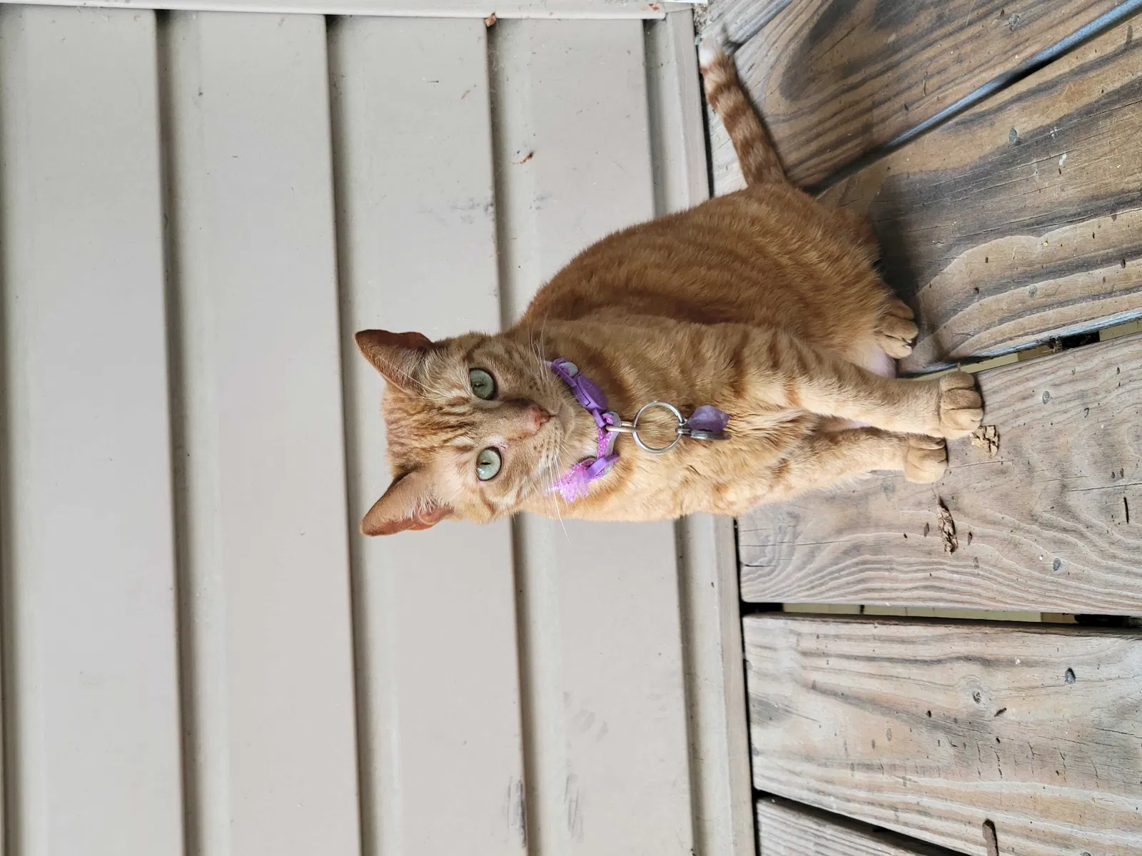 Lost cat in Childersburg, AL, 35044