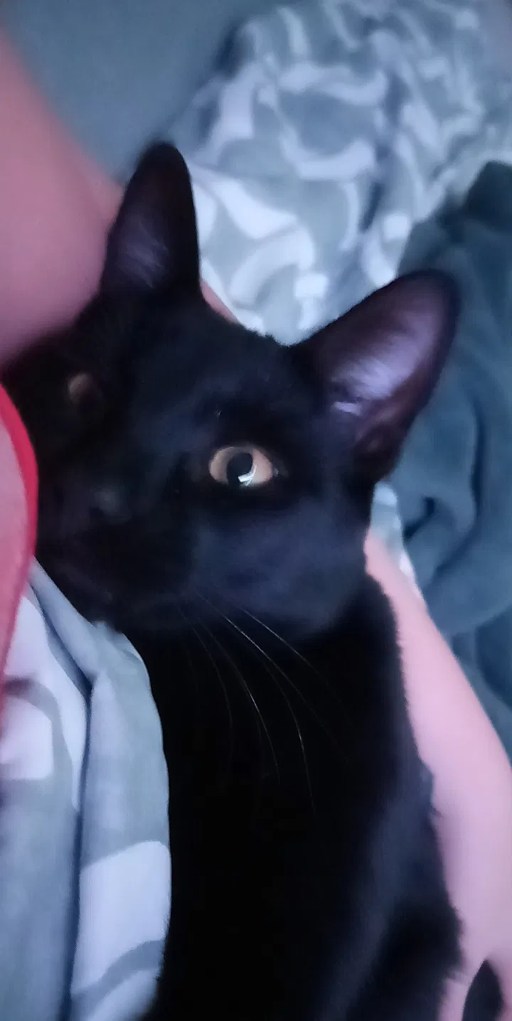 Lost cat in Taft, CA, 93268