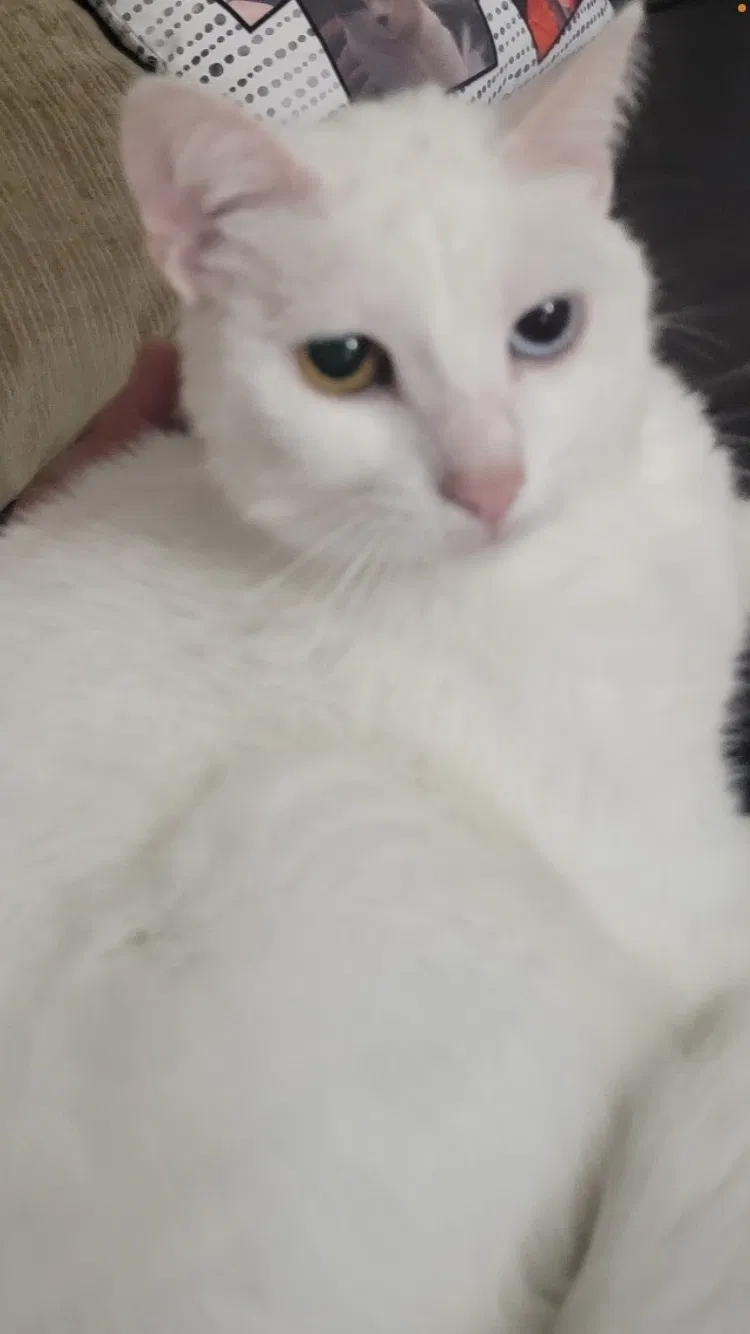 Lost cat in Harrison City, PA, 15636