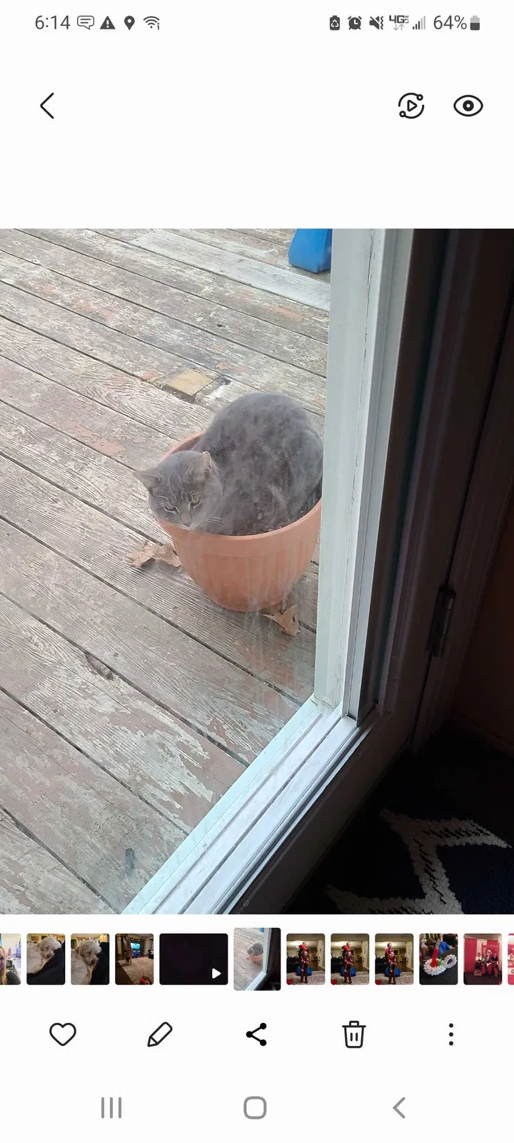 Lost cat in Lambertville, MI, 48144