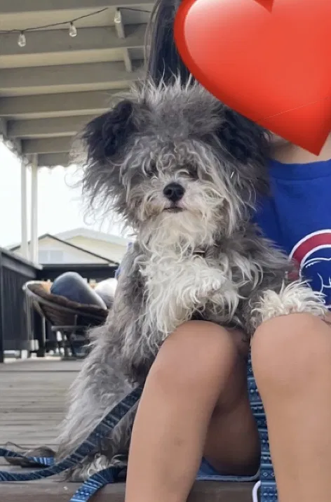 Lost dog in Indianapolis, IN, 46235