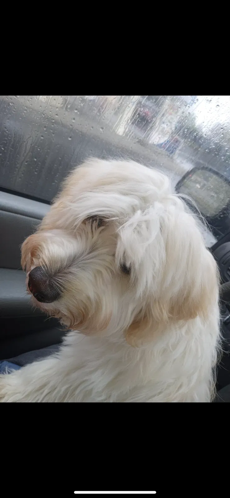Lost dog in Salem, OR, 97301