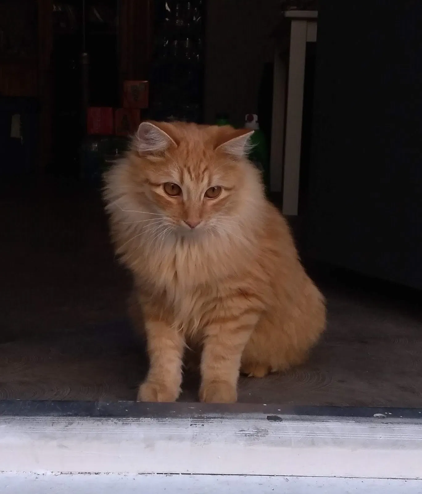 Lost cat in Glendale, AZ, 85303