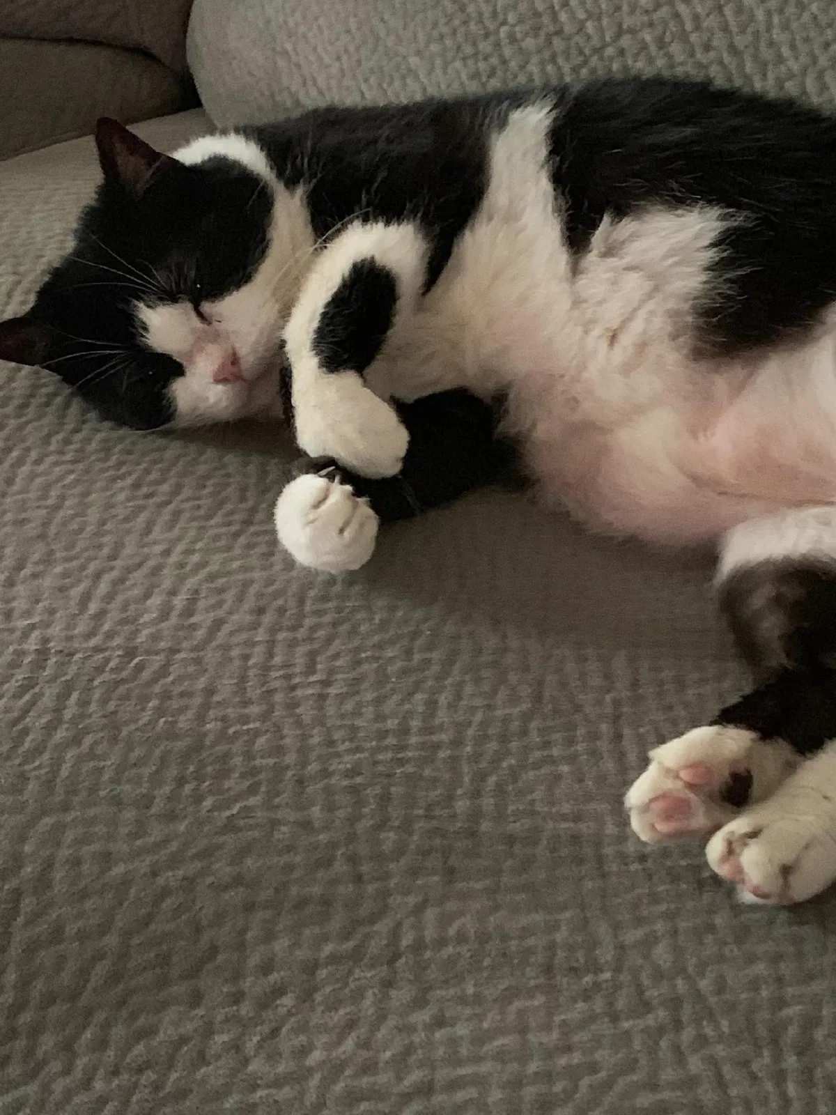 Lost cat in Lawton, OK, 73505