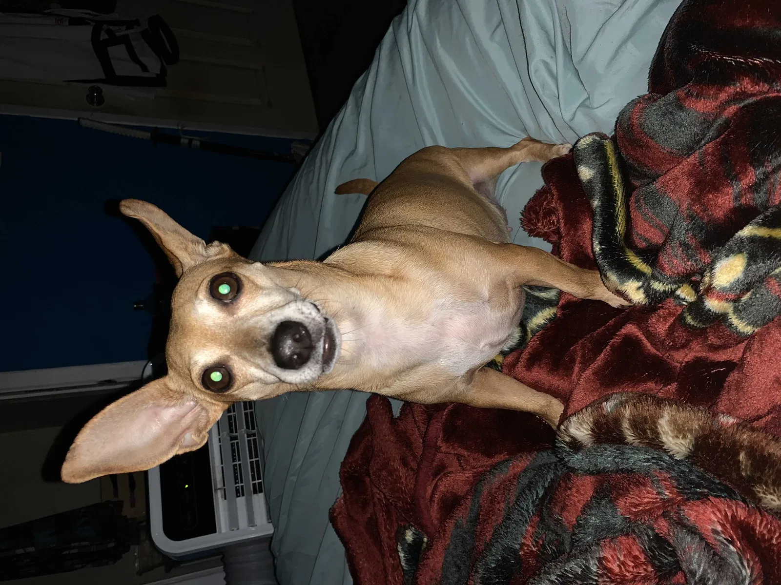 Lost dog in Willis, TX, 77378