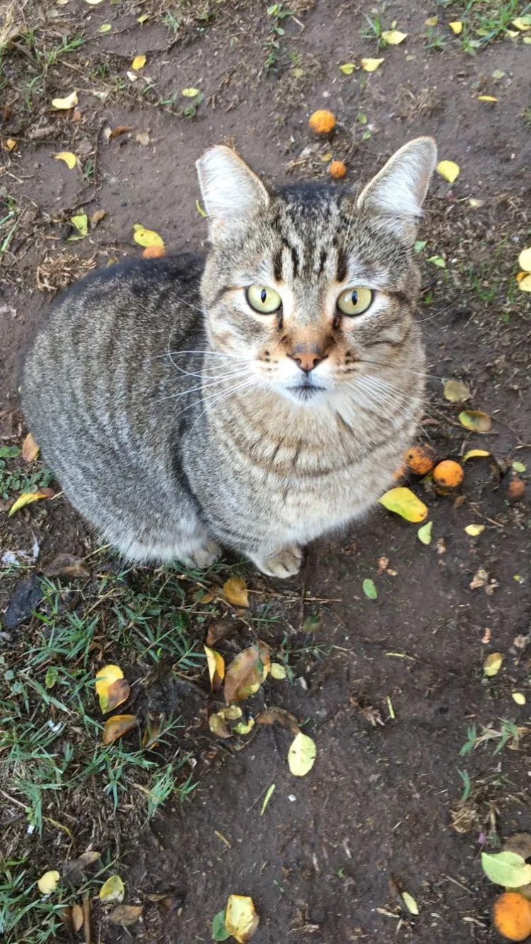 Lost cat in Fullerton, CA, 92831