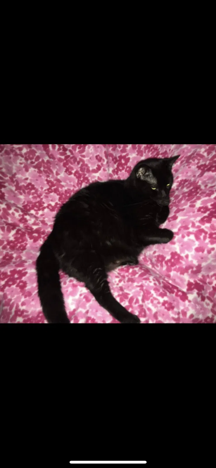 Lost cat in Warrenton, VA, 20187