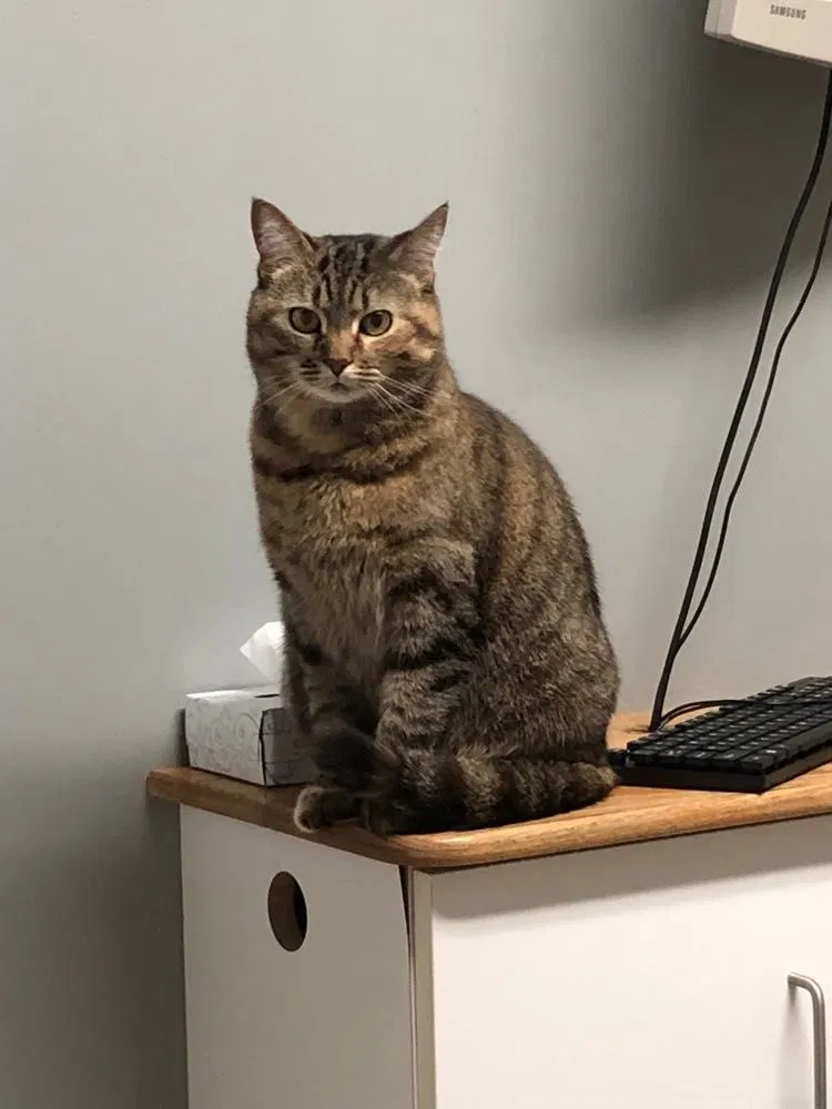 Lost cat in Ellwood City, PA, 16117