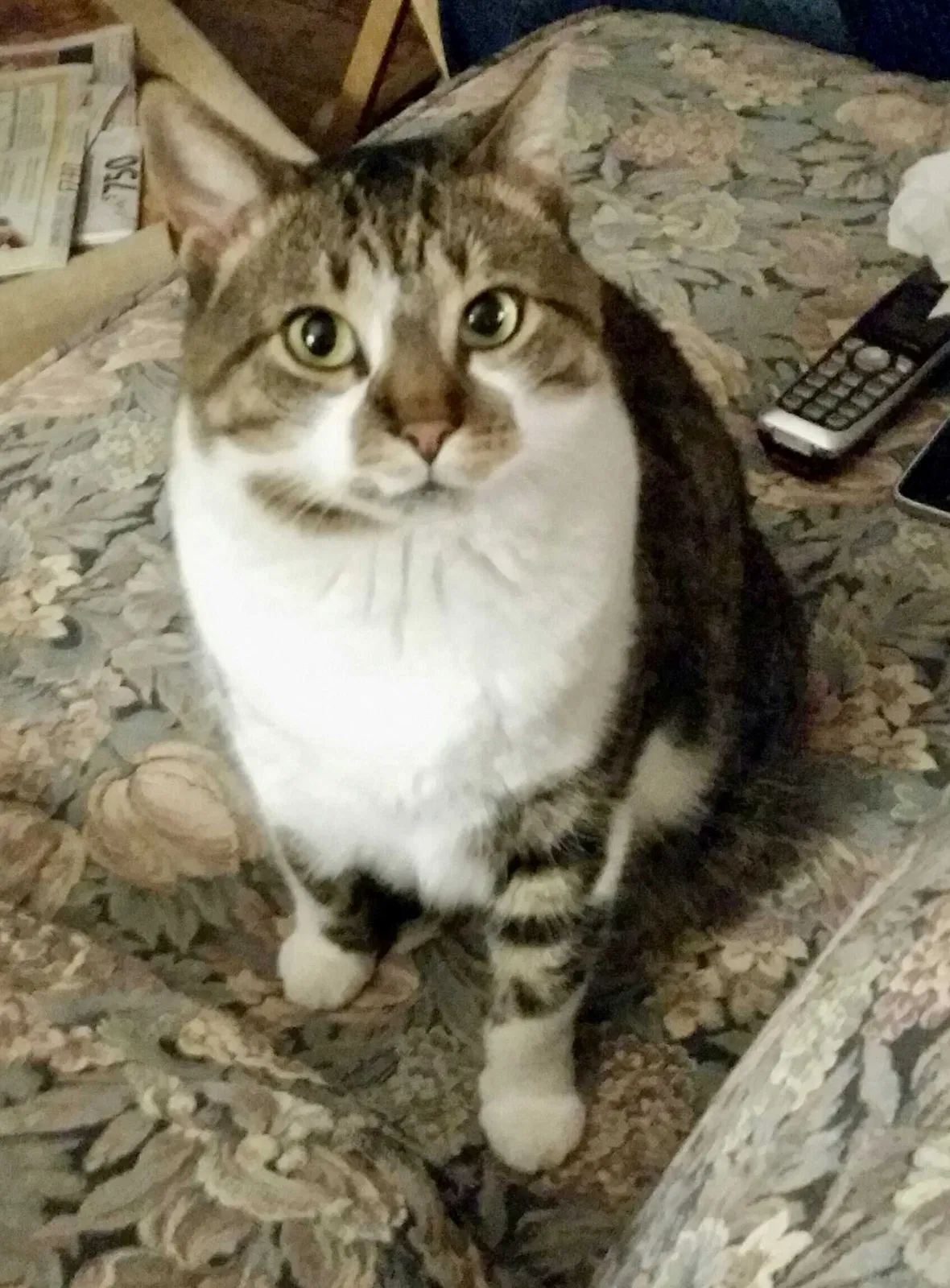 Lost cat in Kennedale, TX, 76060